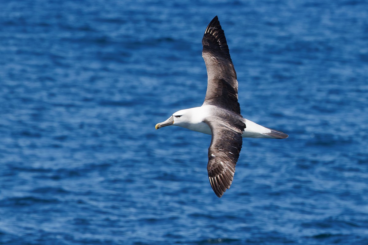 White-capped Albatross - ML615923001