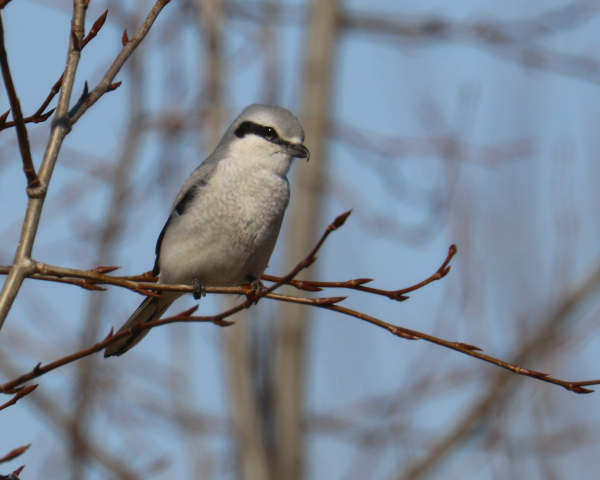 Loggerhead/Northern Shrike - ML615923025