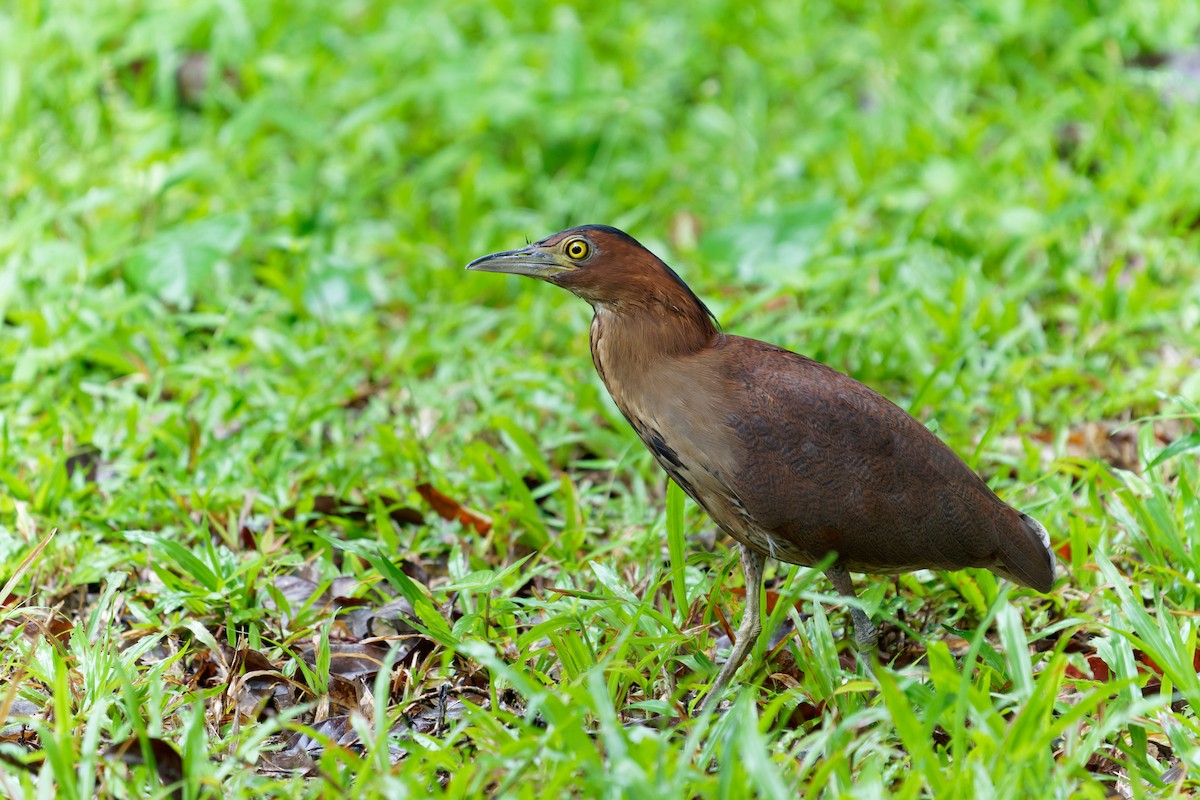 Malayan Night Heron - Zhi Zheng