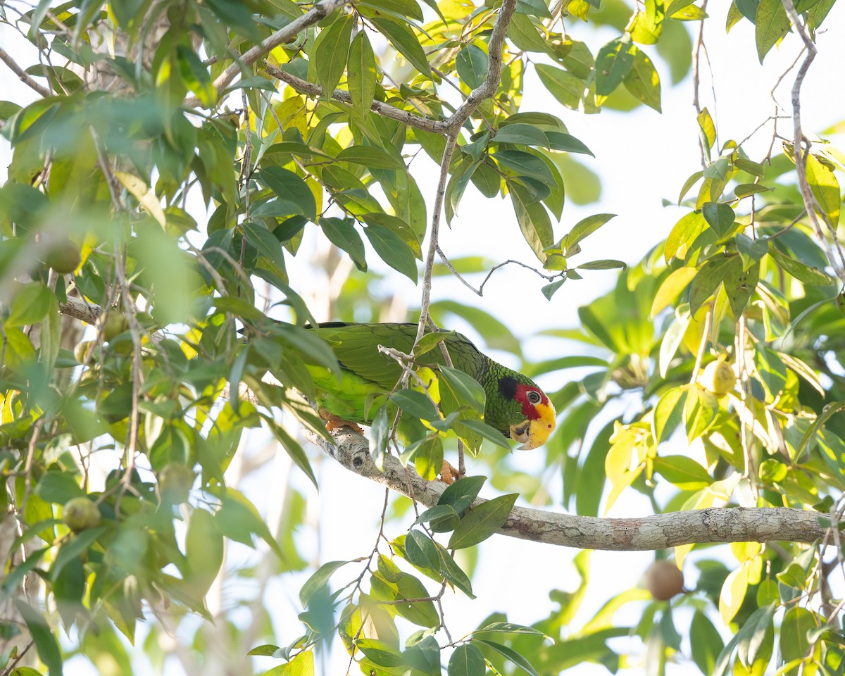 Yellow-lored Parrot - ML615923049