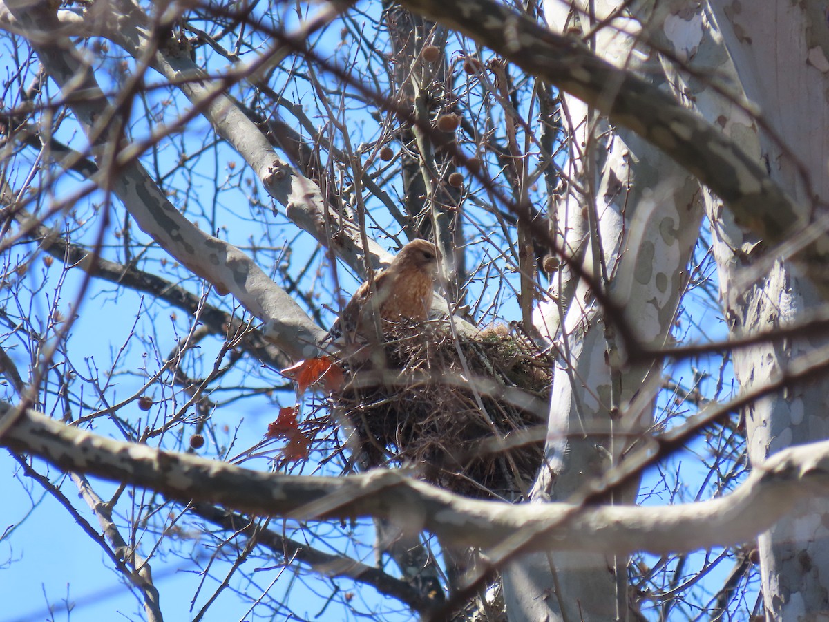 Red-shouldered Hawk - ML615923050