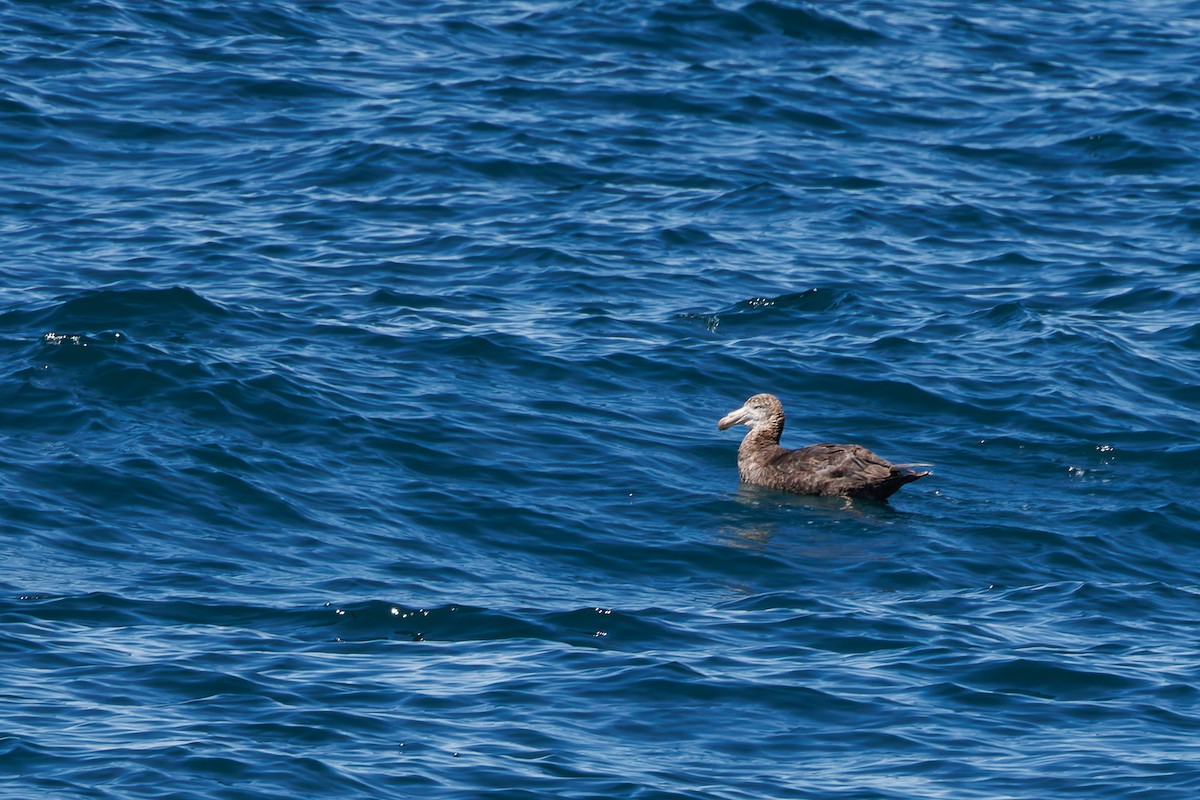 Northern Giant-Petrel - ML615923051