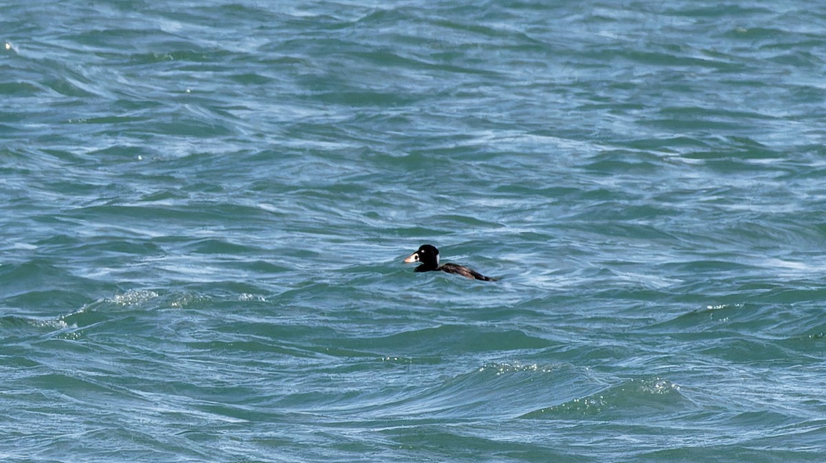 Surf Scoter - Daniel Dumas