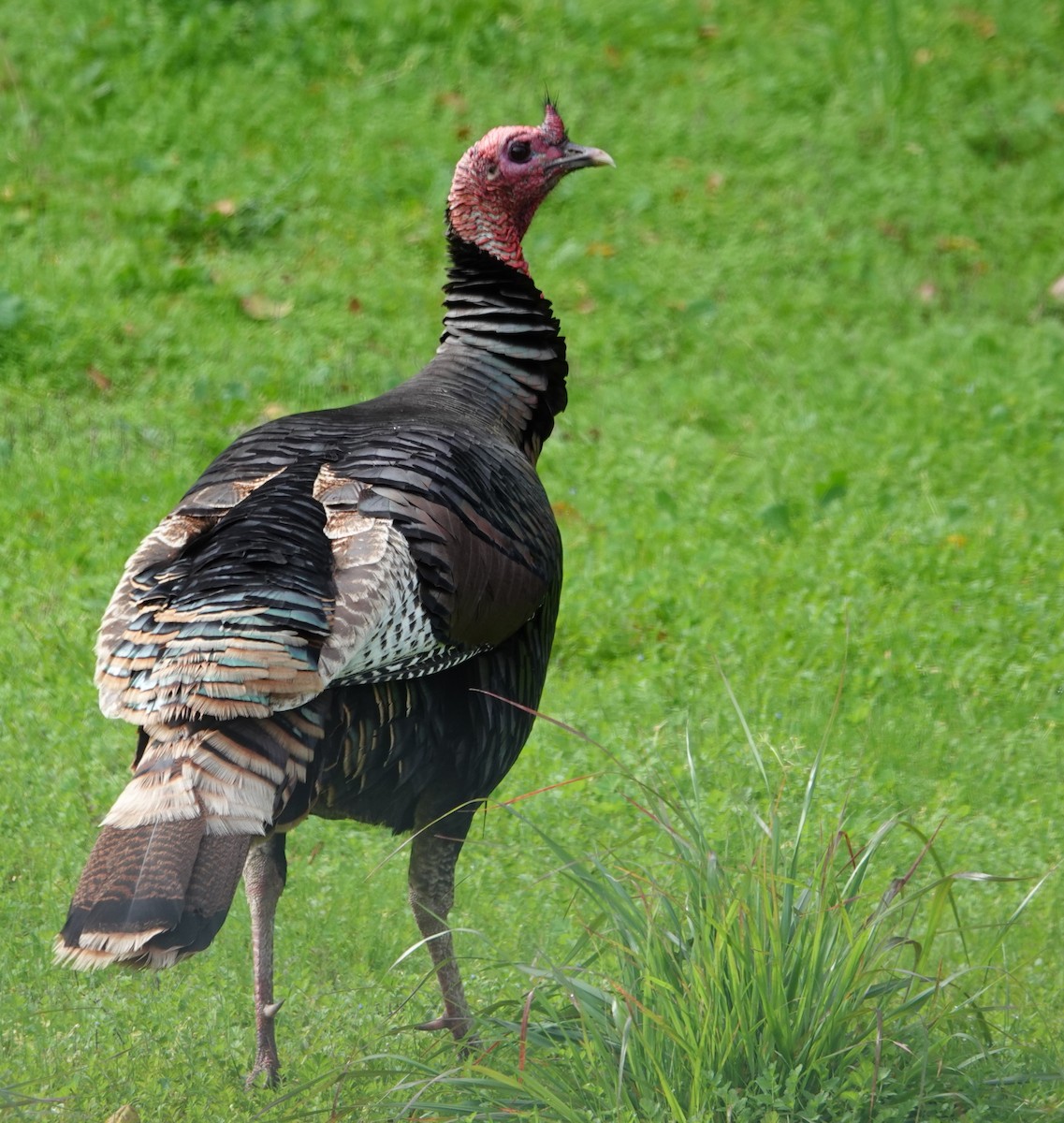 Wild Turkey - ML615923060