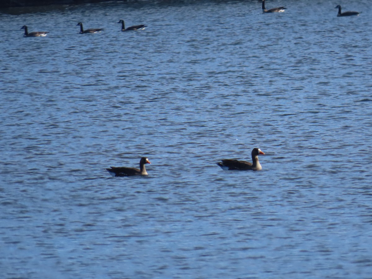 Greater White-fronted Goose - ML615923110