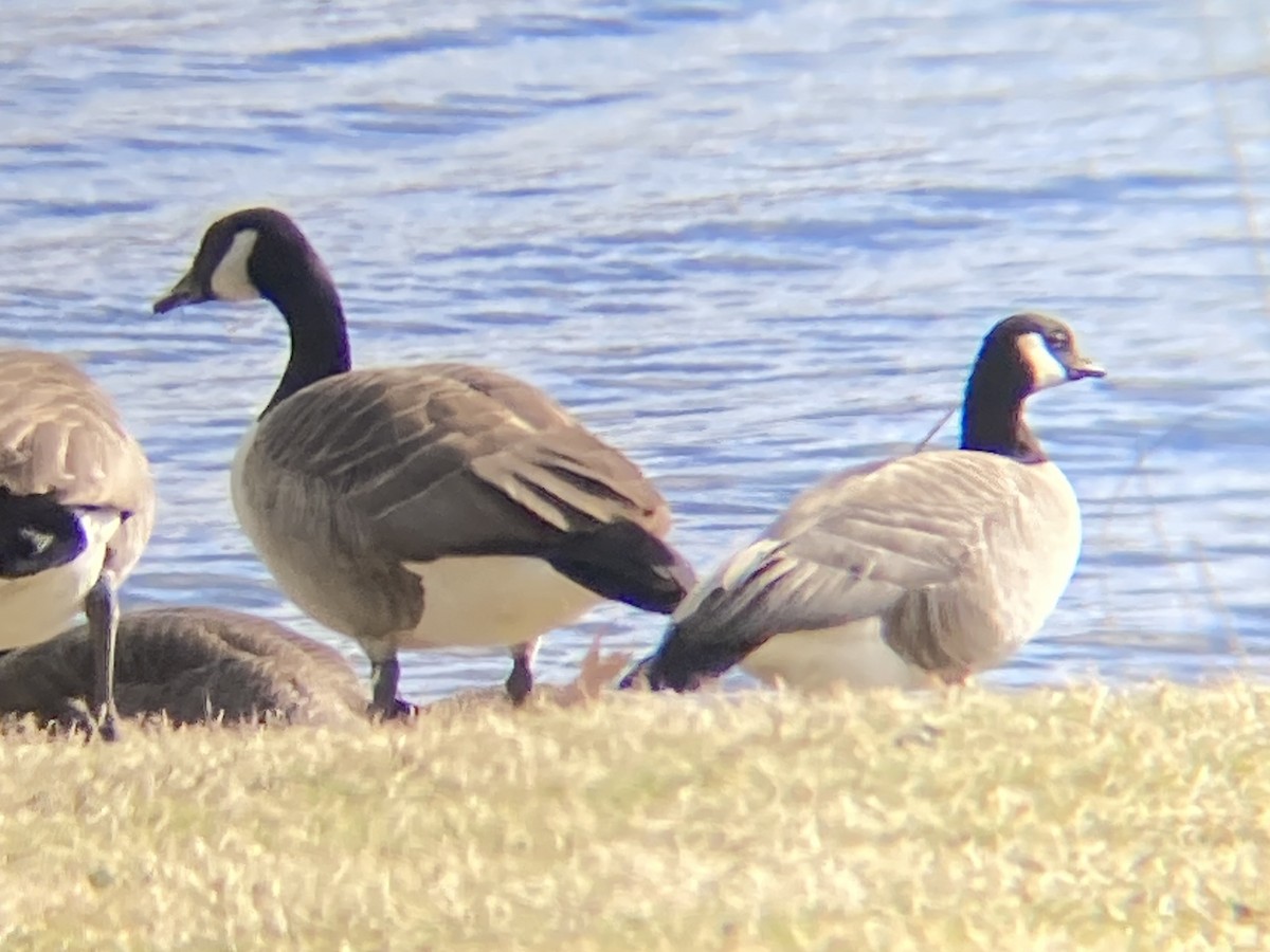 Cackling Goose - ML615923112