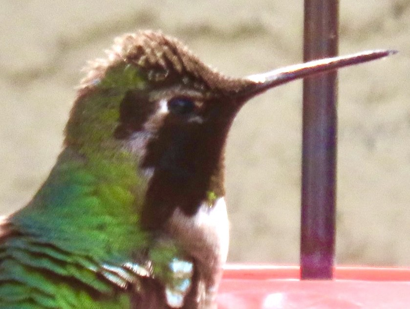 Anna's Hummingbird - ML615923211