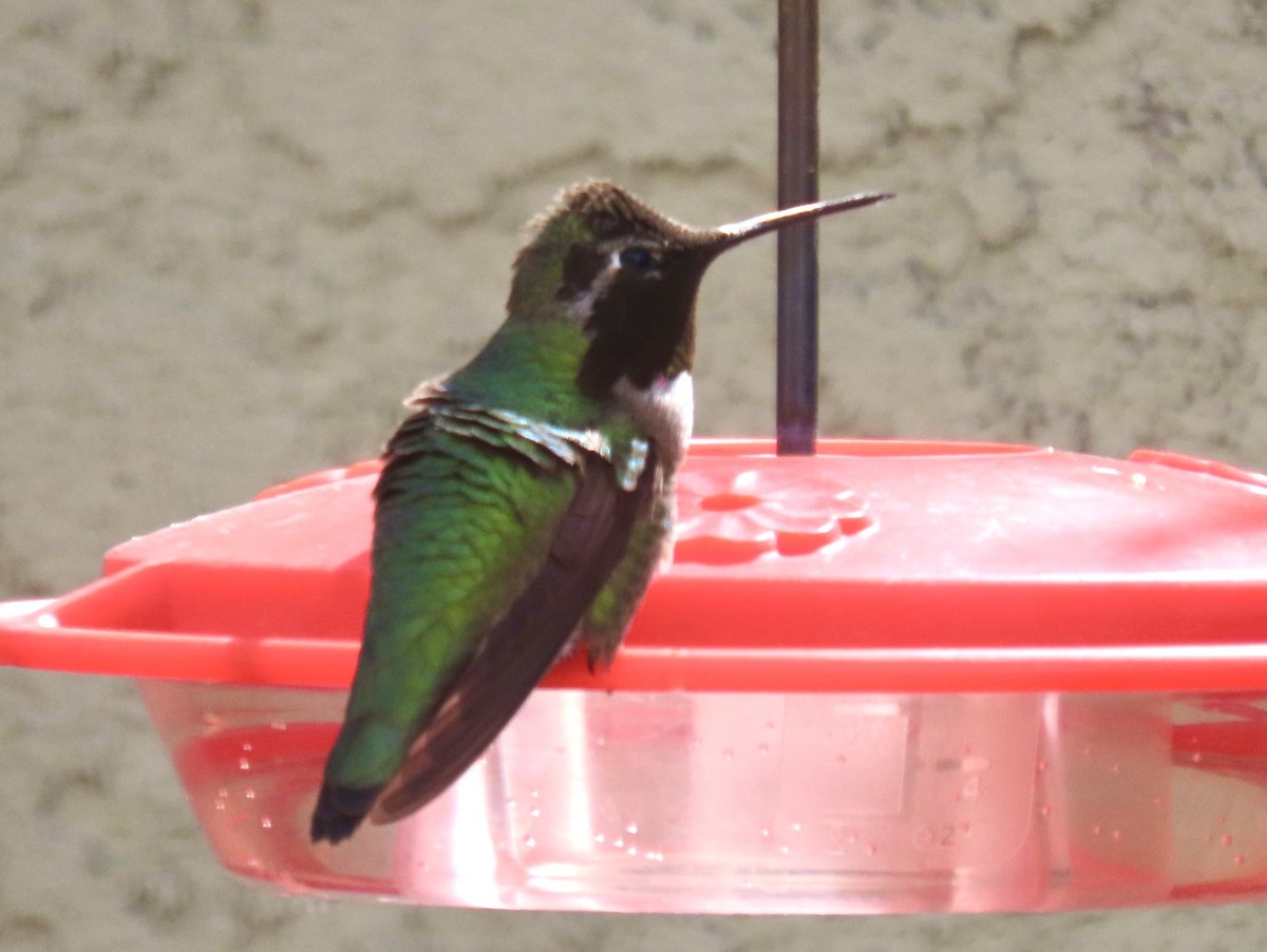 Anna's Hummingbird - D.T. Liggett