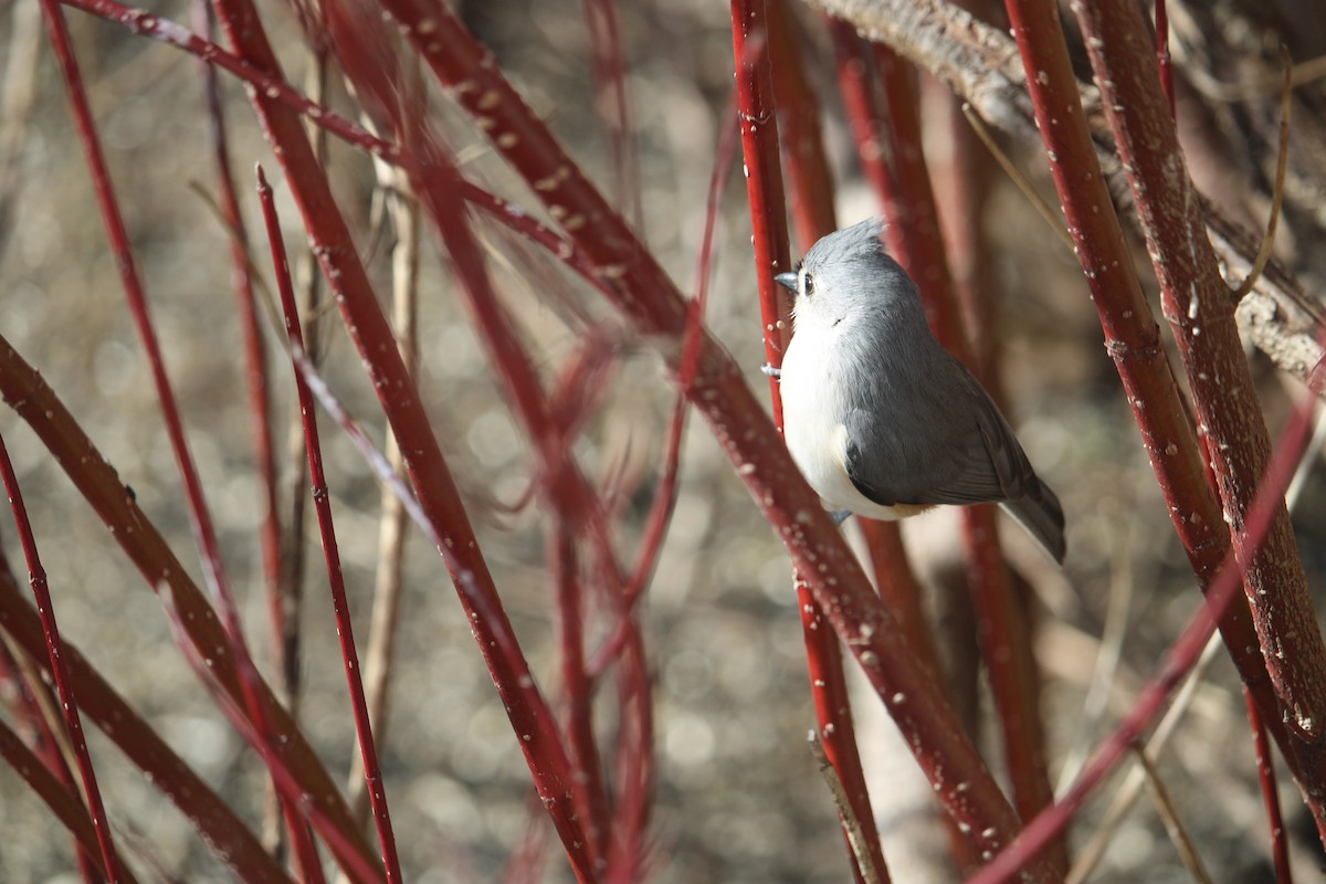 Tufted Titmouse - ML615923224