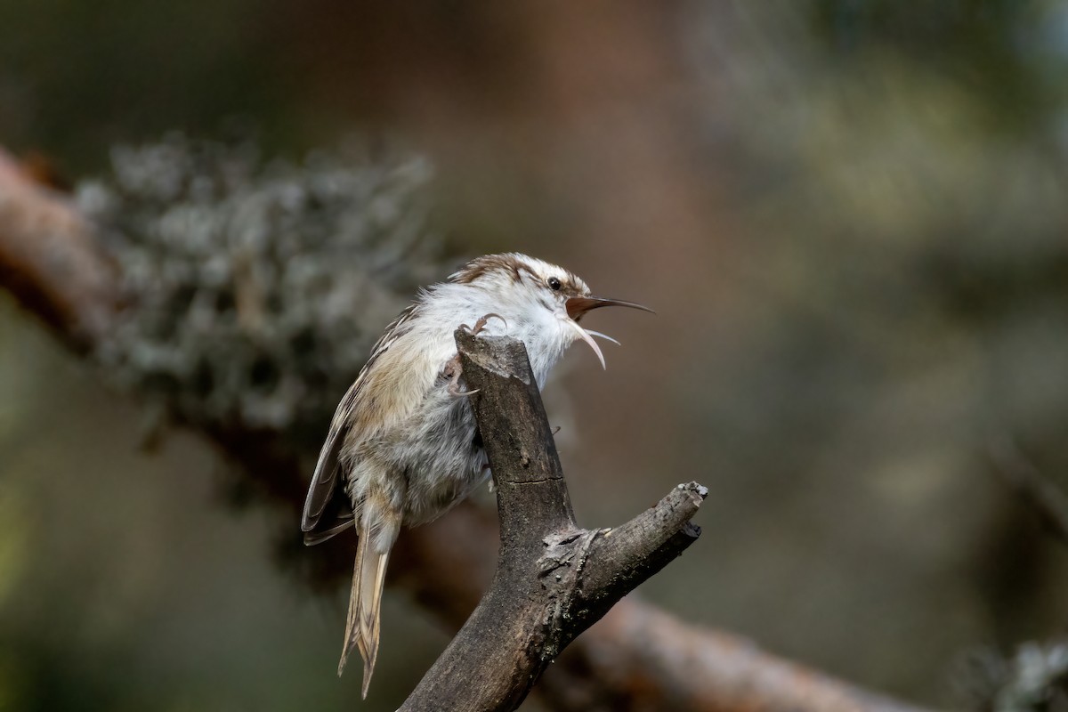 Short-toed Treecreeper - ML615923263