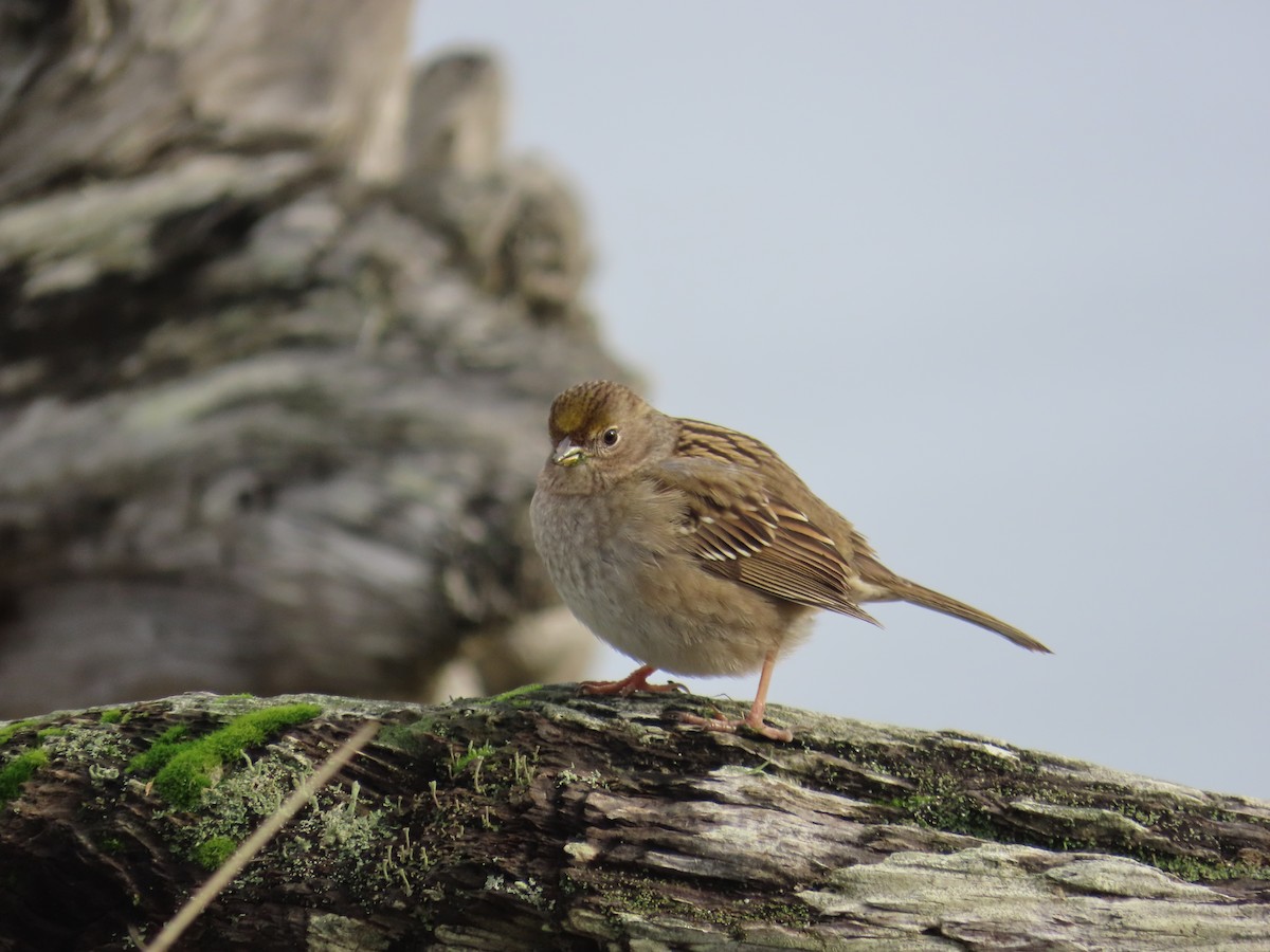 Golden-crowned Sparrow - ML615923280