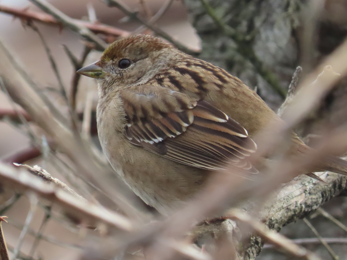 Golden-crowned Sparrow - ML615923281