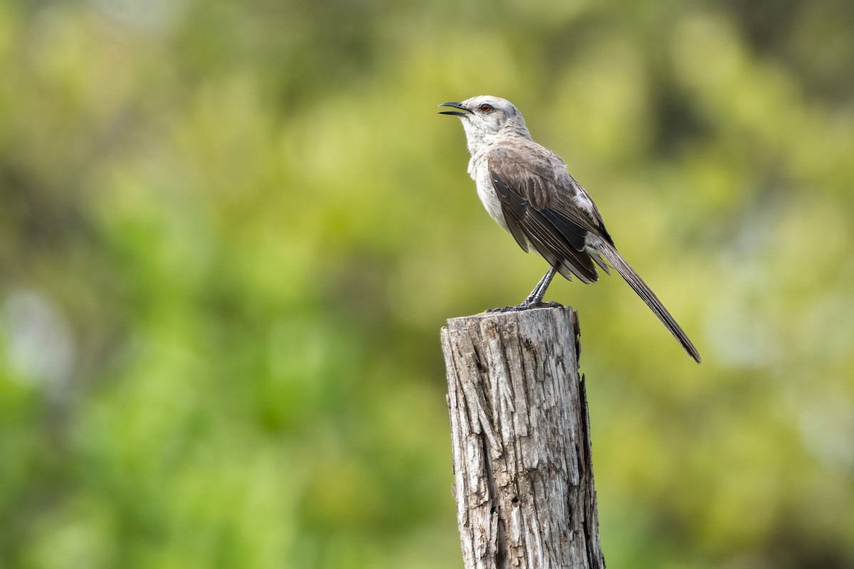 Tropenspottdrossel - ML615923307