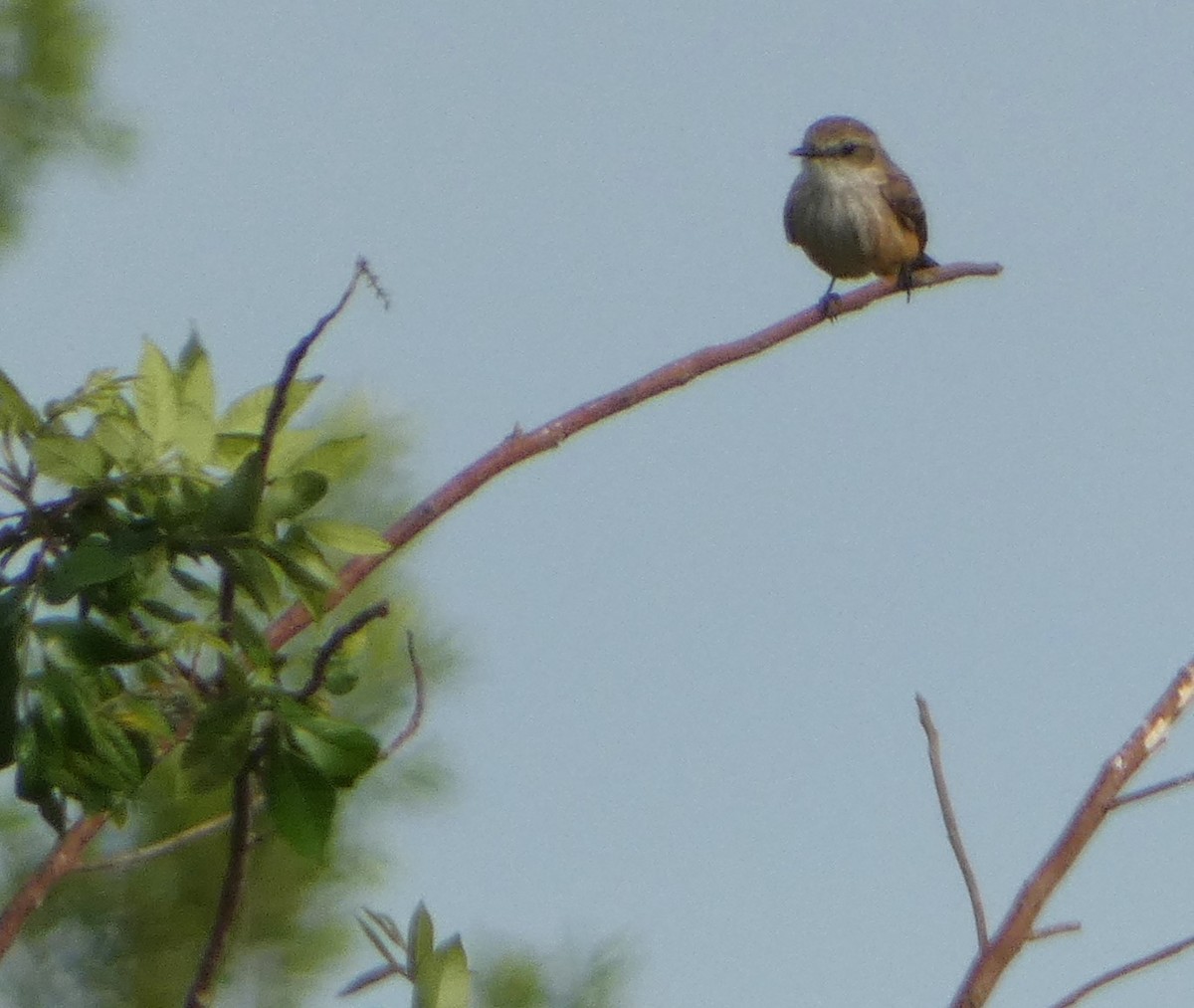 Vermilion Flycatcher - ML615923350