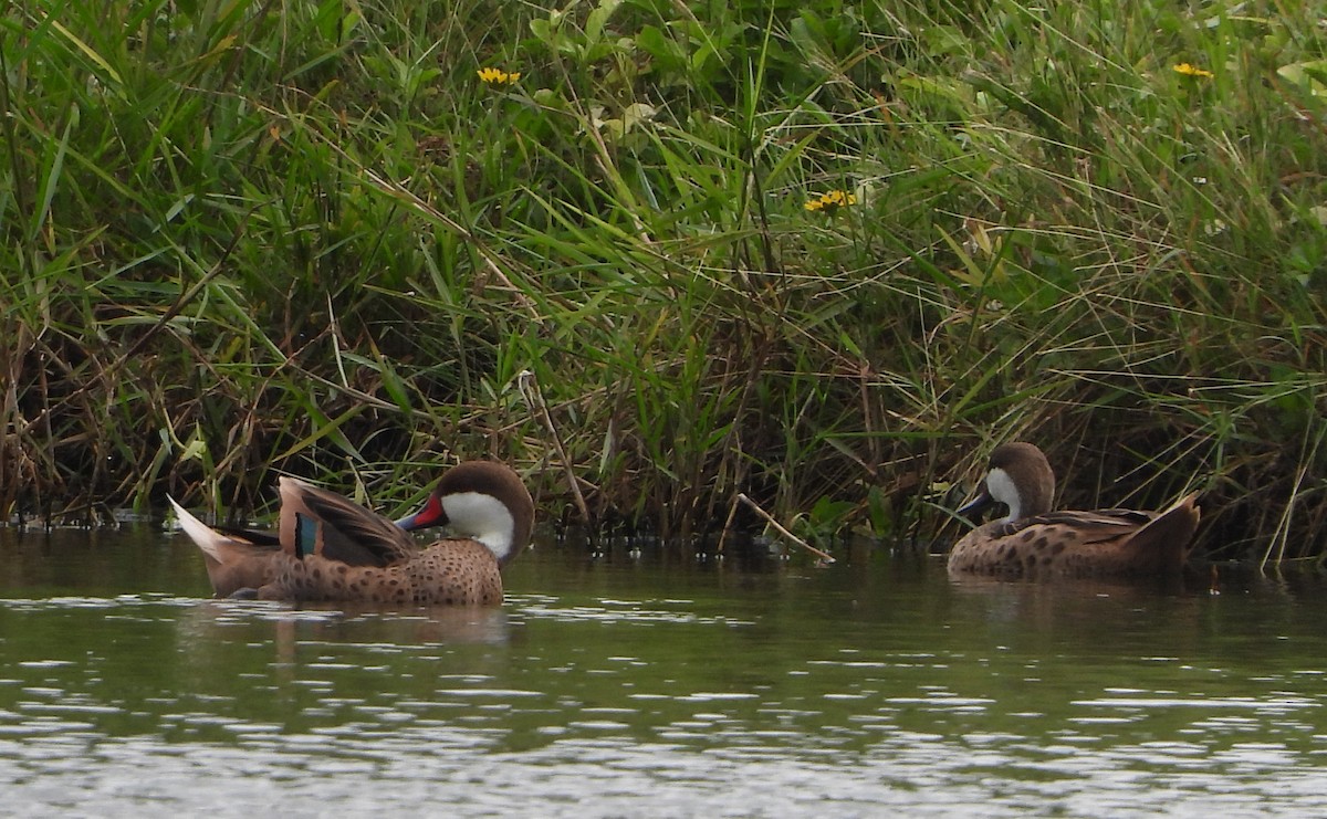 White-cheeked Pintail - ML615923367