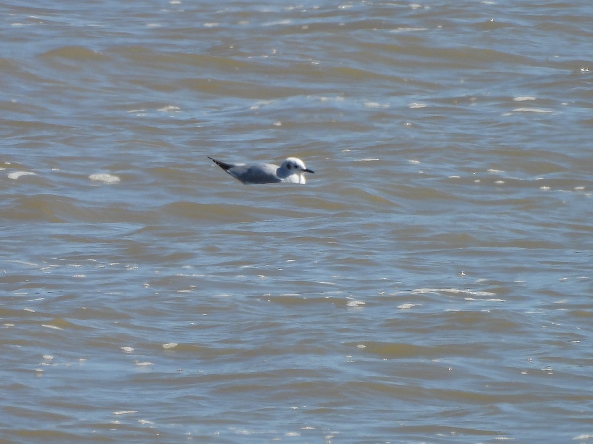 Mouette de Bonaparte - ML615923370