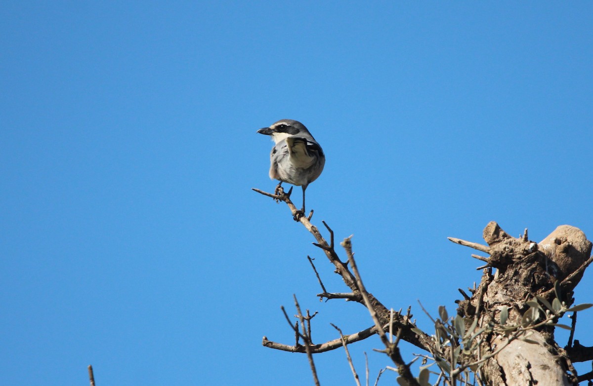 Iberian Gray Shrike - Quim Minoves