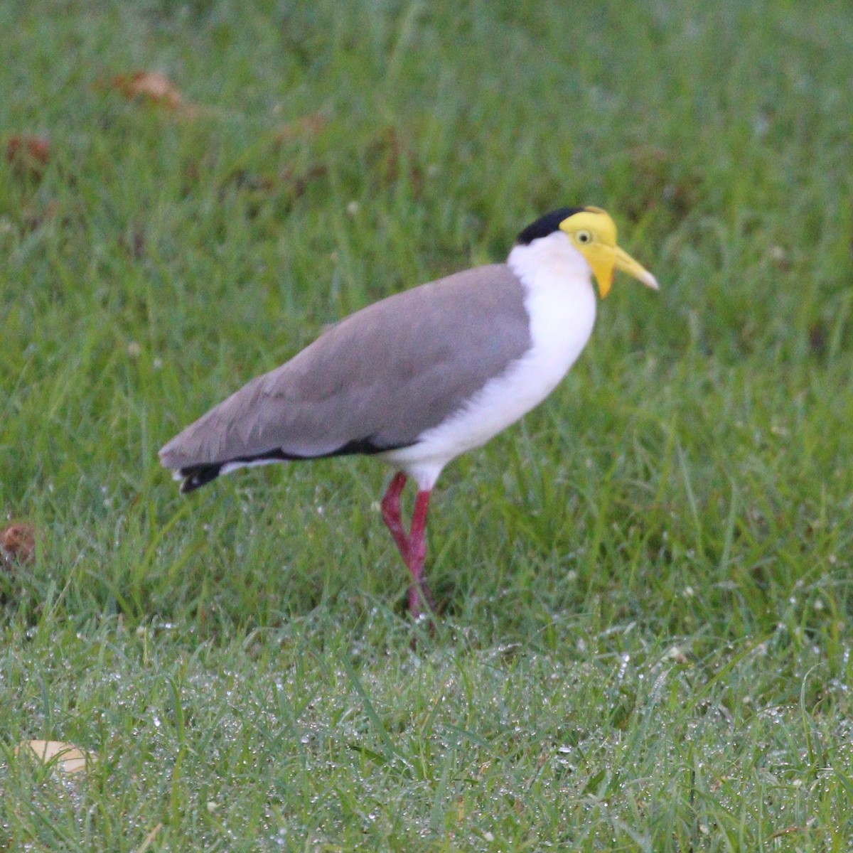 Masked Lapwing - Hendrik Swanepoel