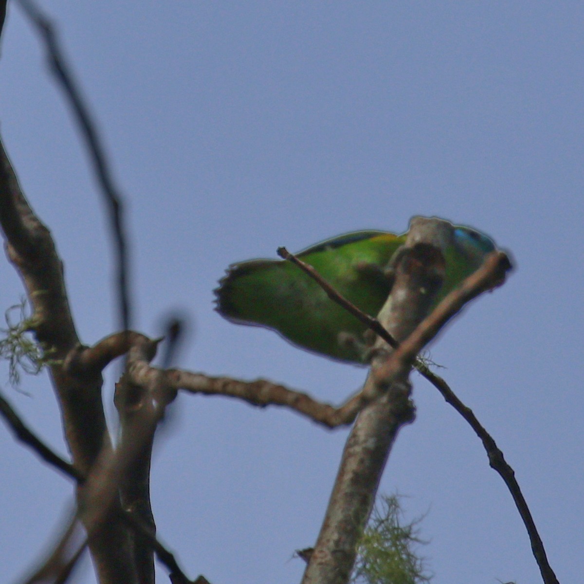 Double-eyed Fig-Parrot - Hendrik Swanepoel