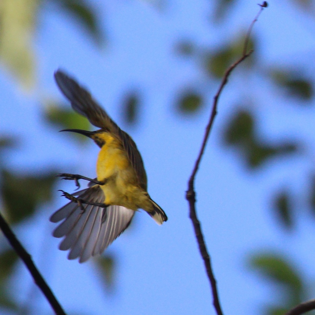 Sahul Sunbird - Hendrik Swanepoel