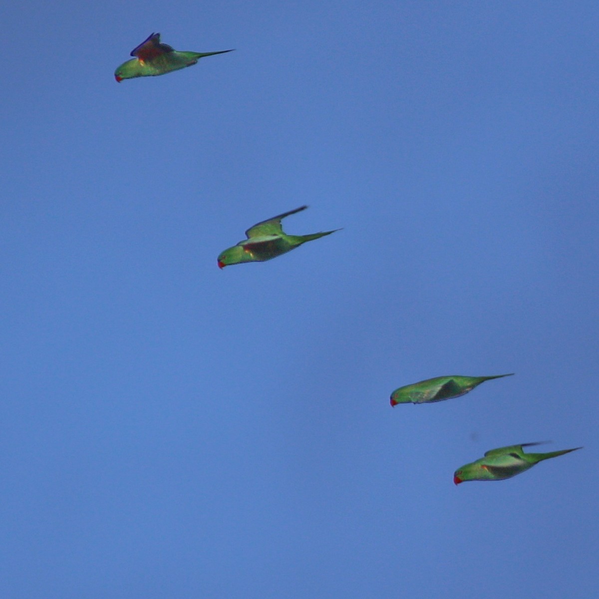 Scaly-breasted Lorikeet - ML615923426