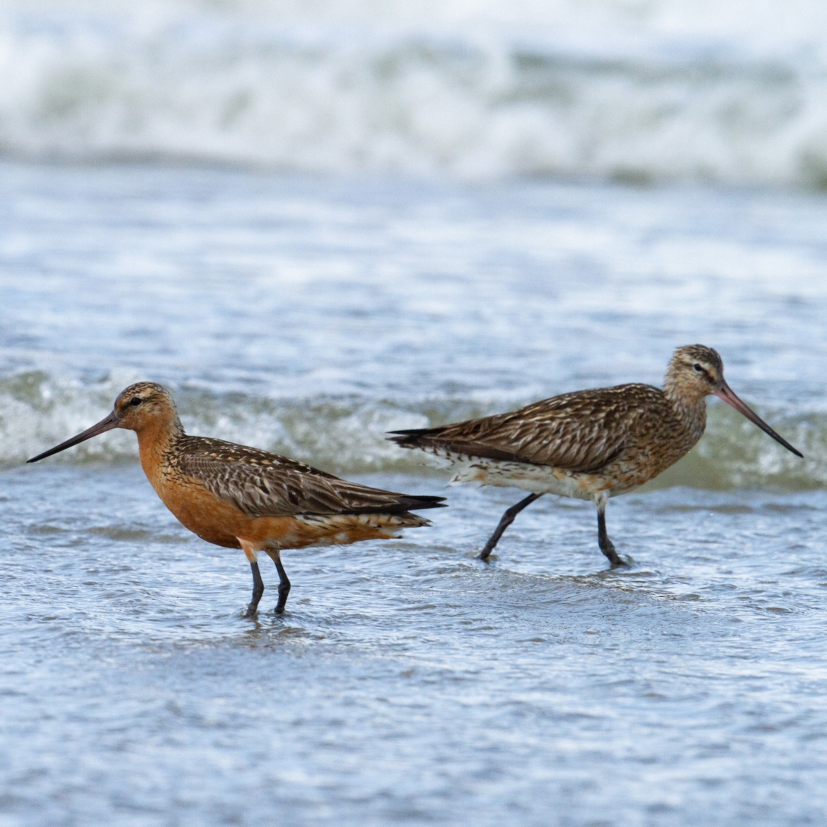 Bar-tailed Godwit - ML615923471