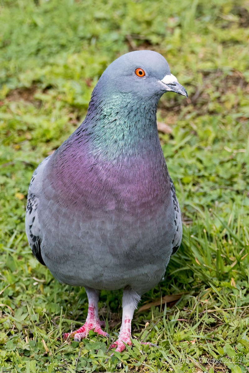 Rock Pigeon (Feral Pigeon) - ML615923491