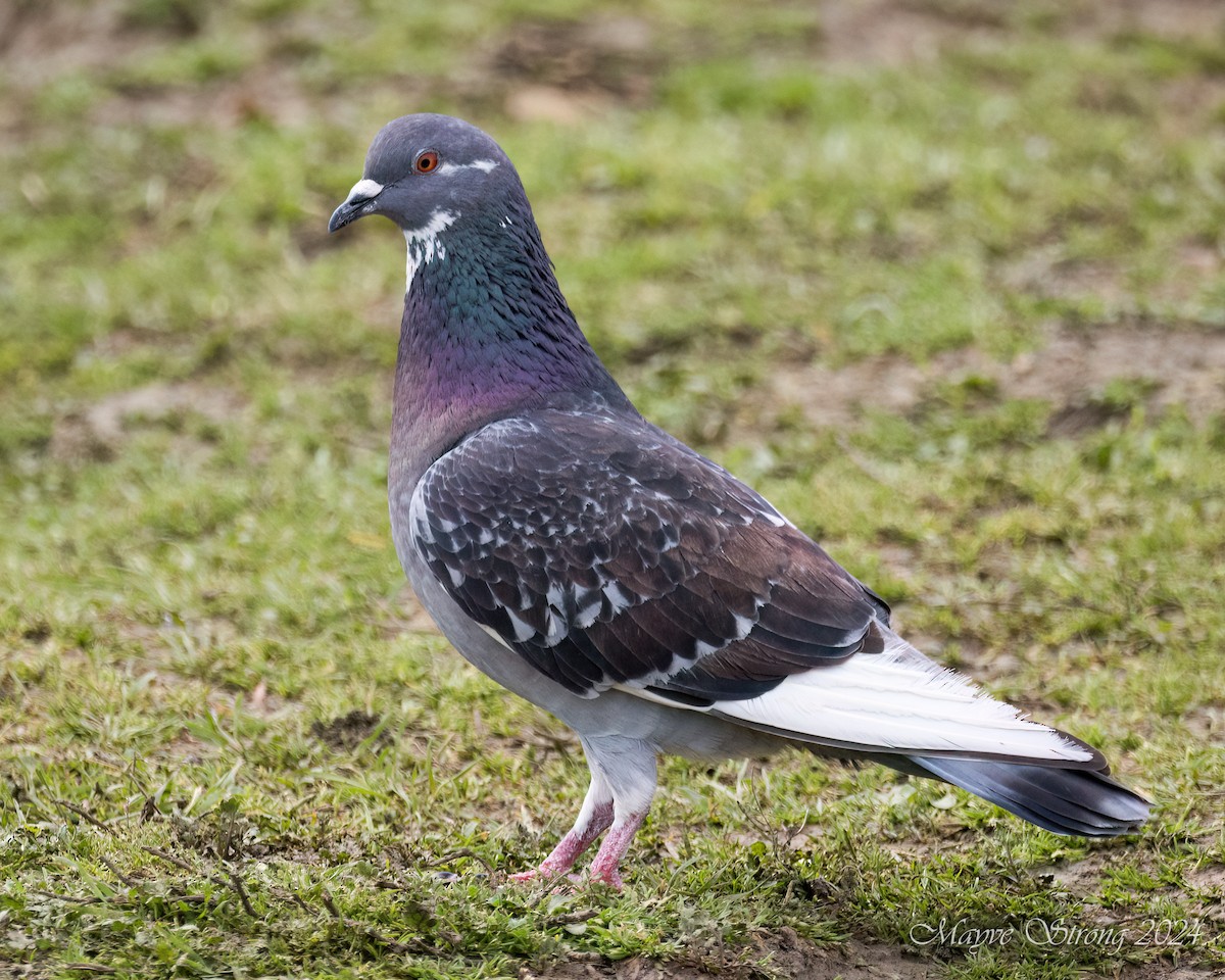 Rock Pigeon (Feral Pigeon) - ML615923492