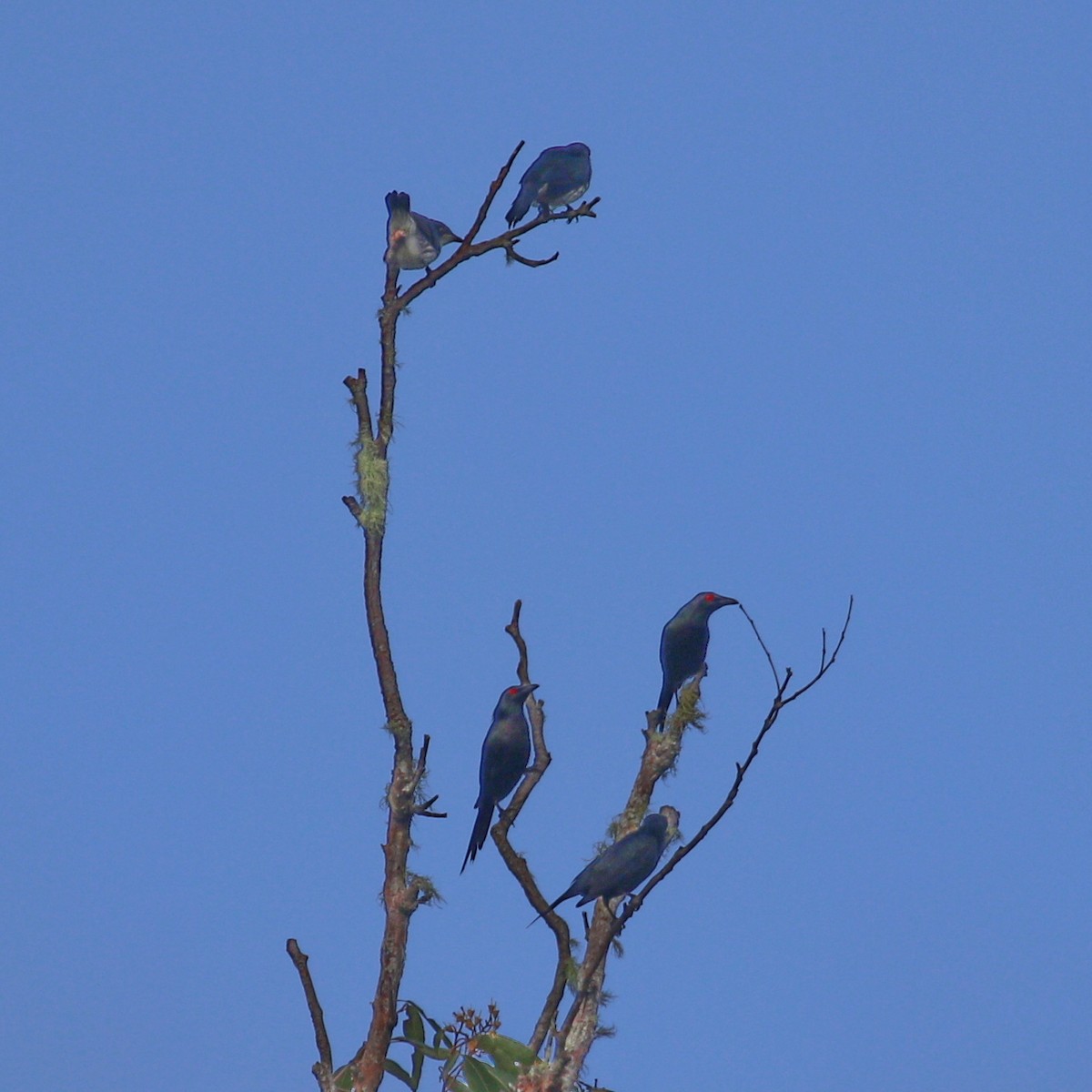 Metallic Starling - ML615923506