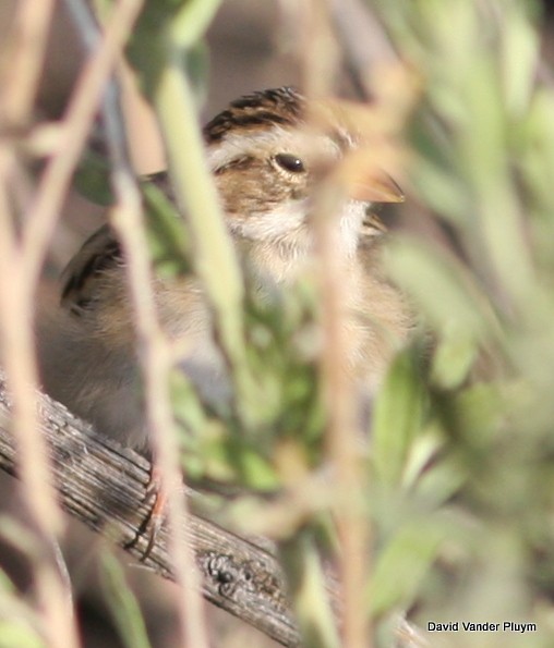 Clay-colored Sparrow - ML615923525