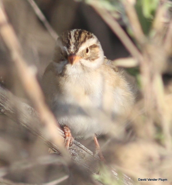 Clay-colored Sparrow - ML615923526