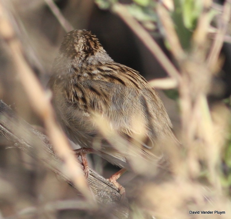 Clay-colored Sparrow - David Vander Pluym