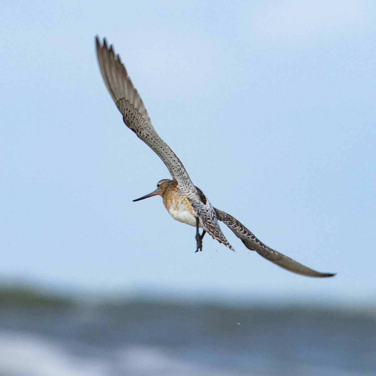 Bar-tailed Godwit - Werner Suter