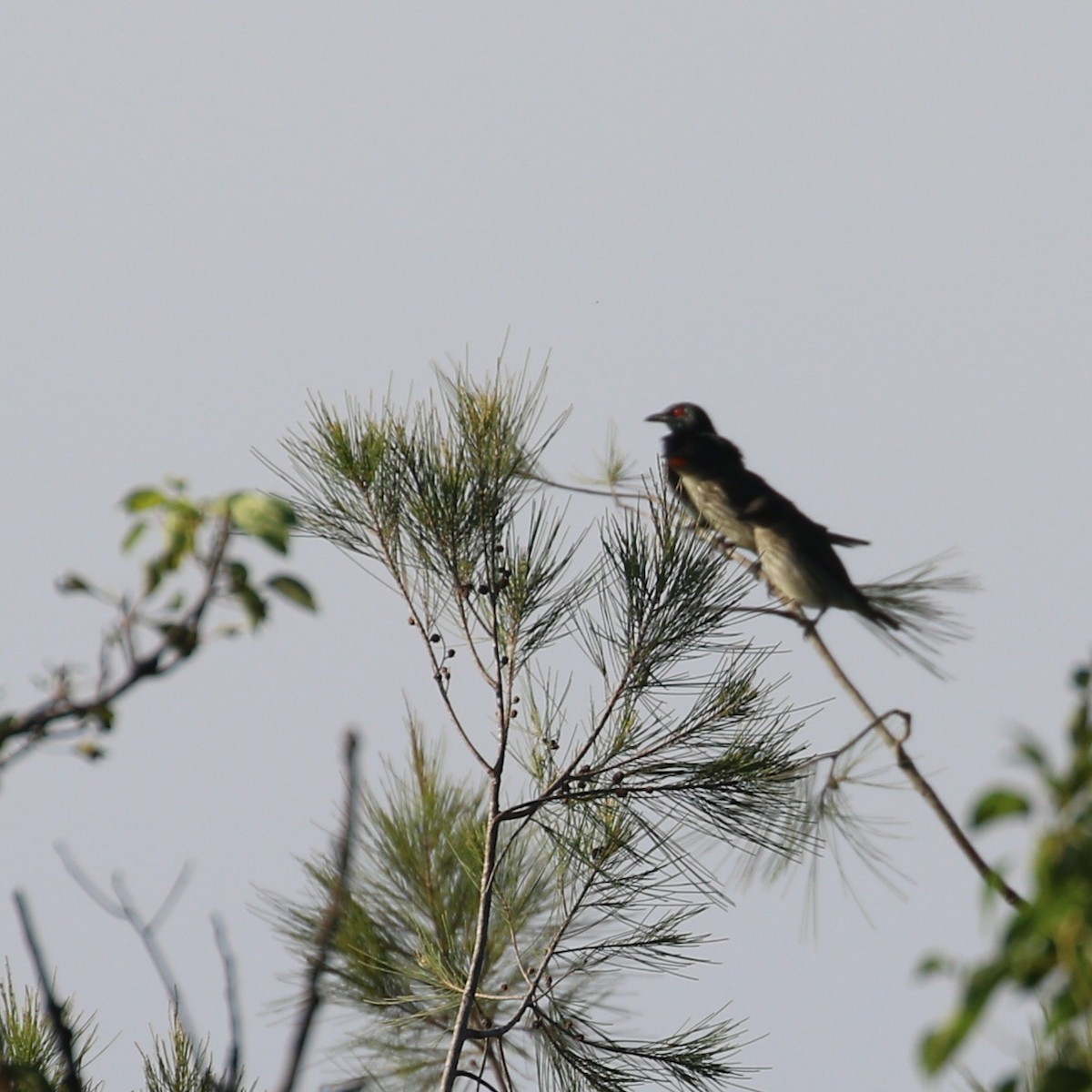 Metallic Starling - Hendrik Swanepoel