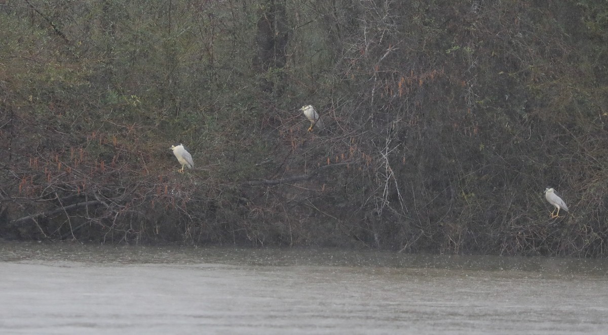 Black-crowned Night Heron - ML615923580