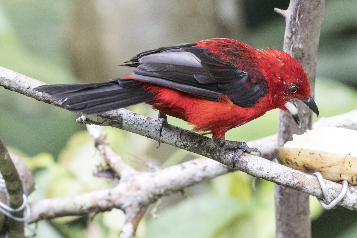 Brazilian Tanager - Robert Lockett