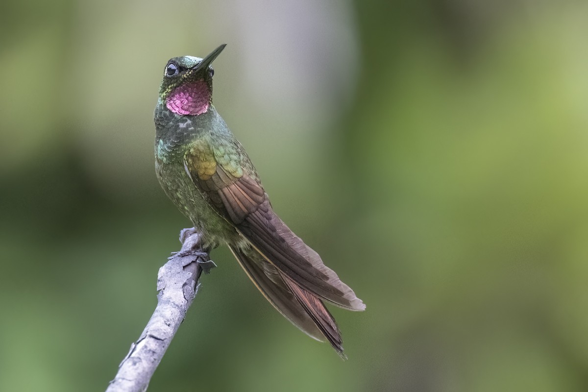 kolibřík brazilský - ML615923609