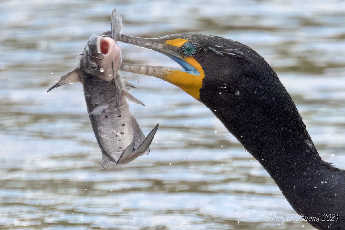 Double-crested Cormorant - ML615923612