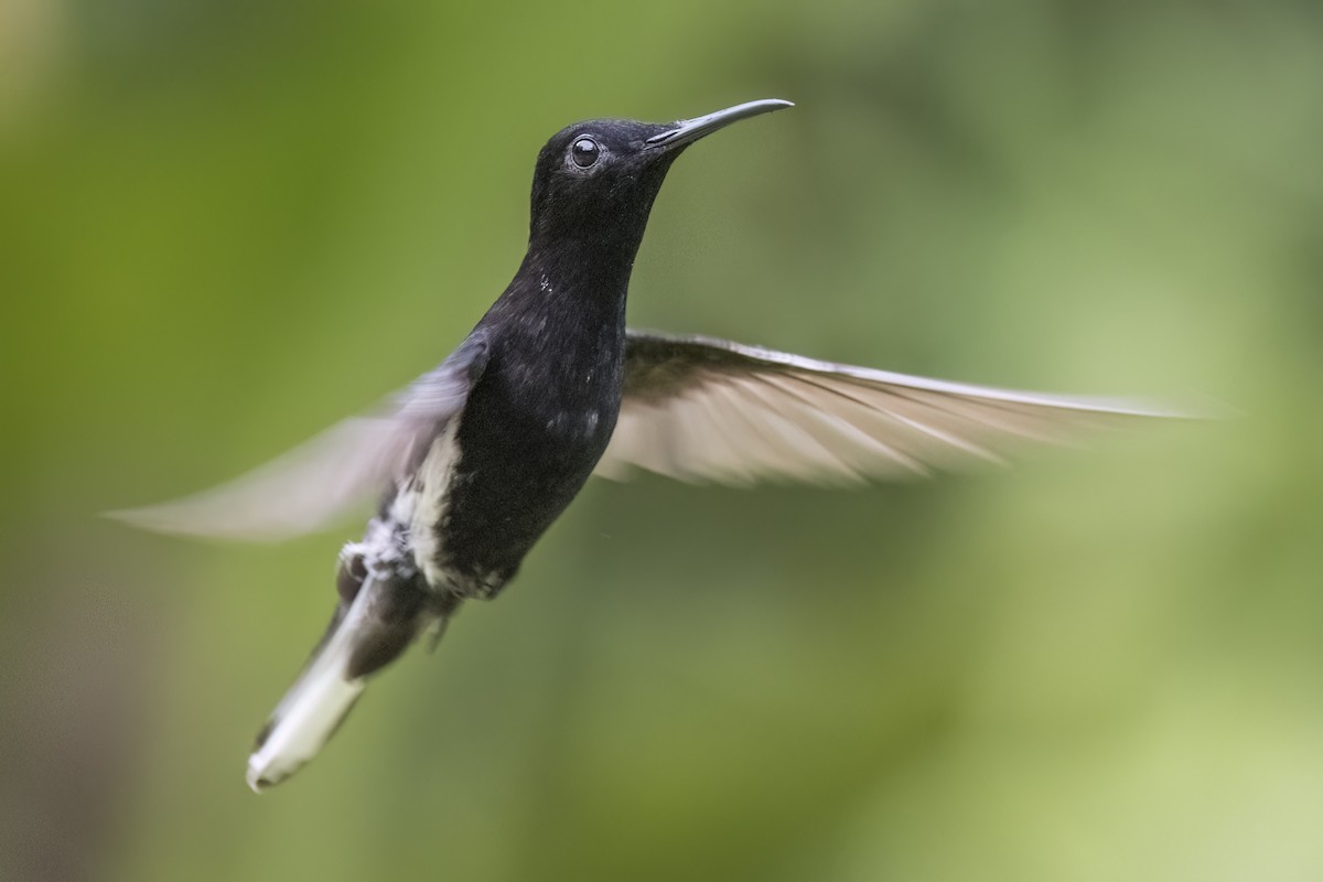 Black Jacobin - Robert Lockett