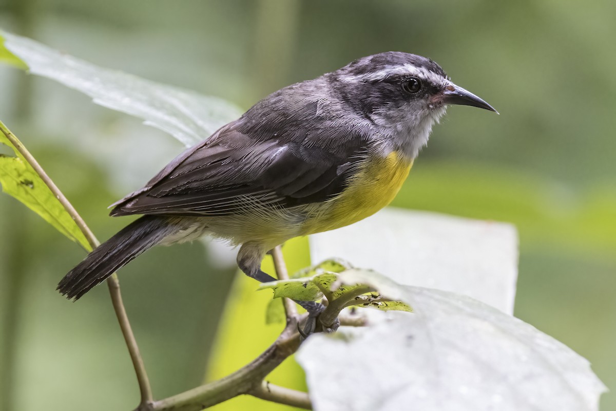 Bananaquit - Robert Lockett