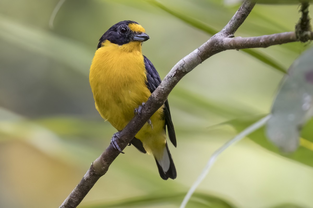 Violaceous Euphonia - Robert Lockett