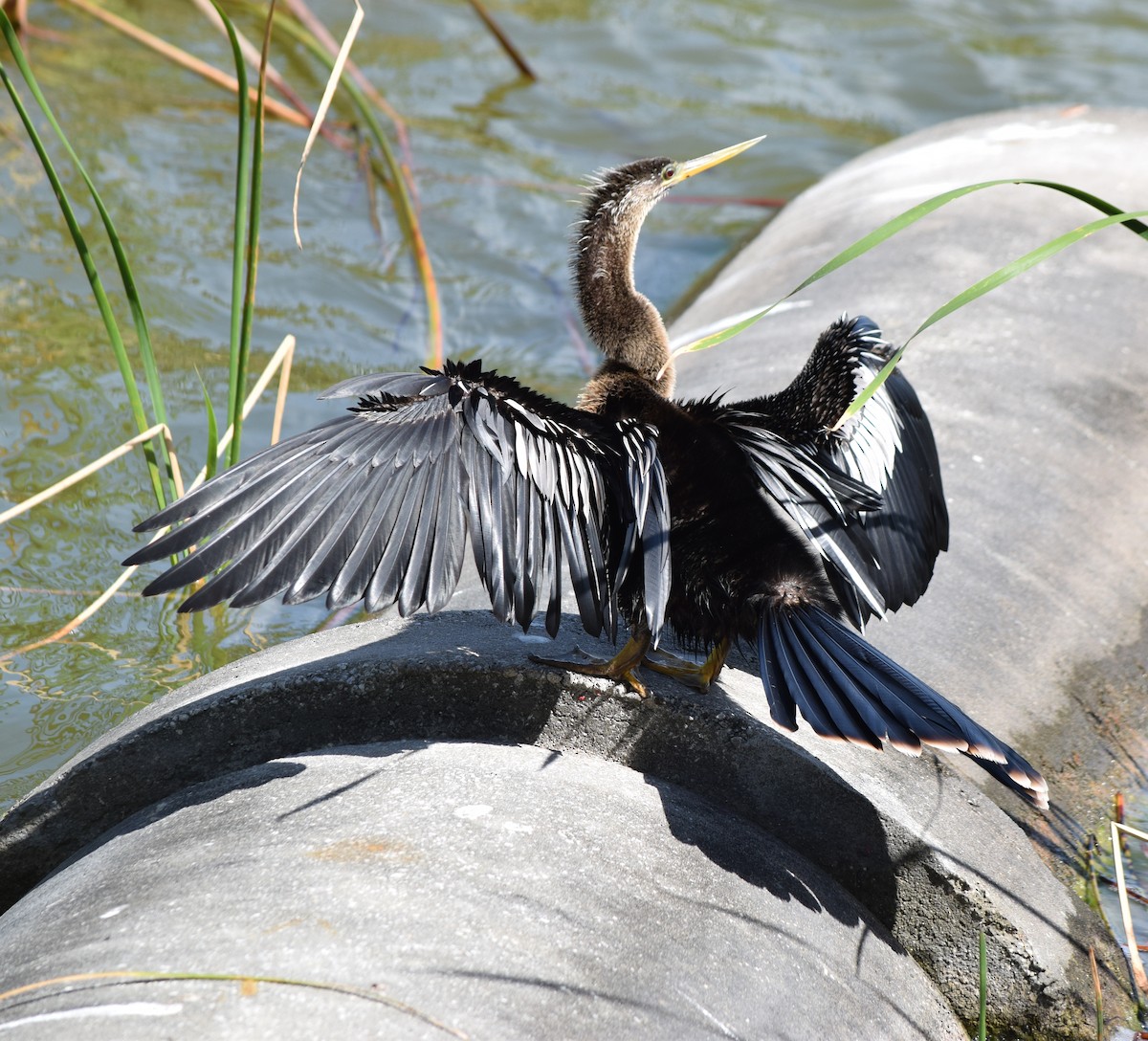 anhinga americká - ML615923650