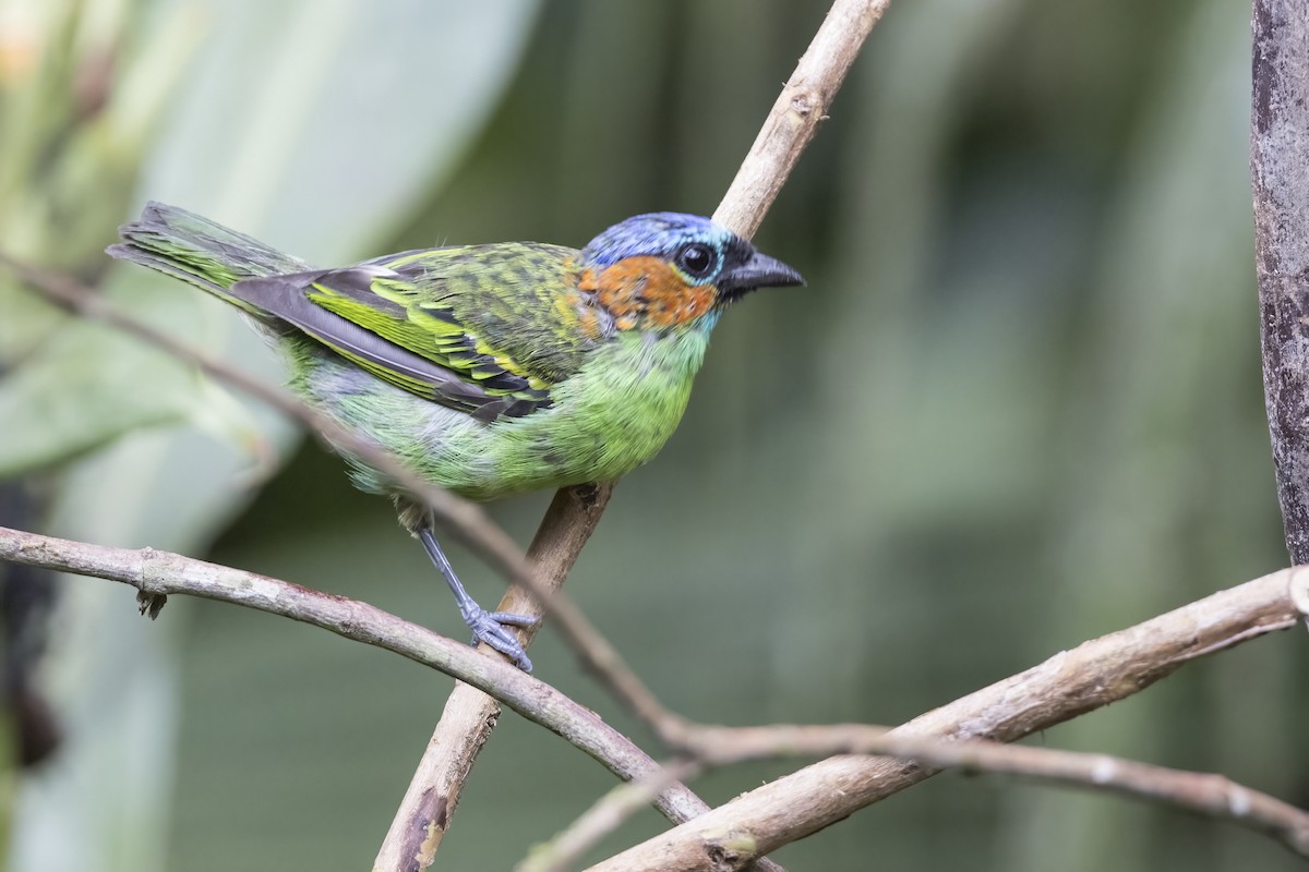 Red-necked Tanager - Robert Lockett