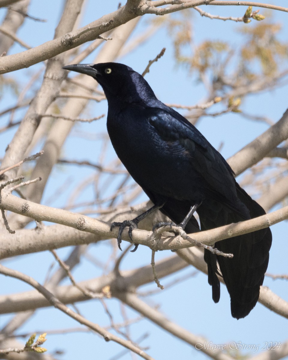 Great-tailed Grackle - ML615923661