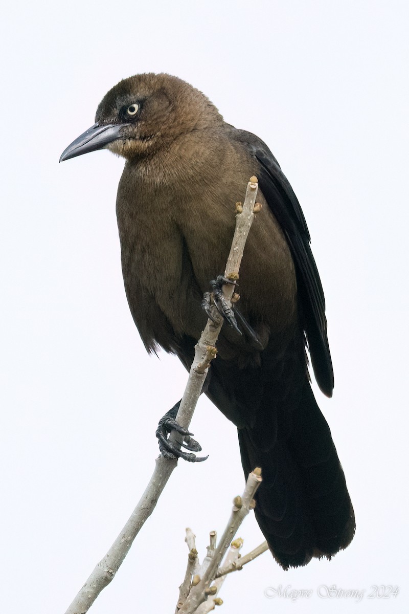 Great-tailed Grackle - ML615923663