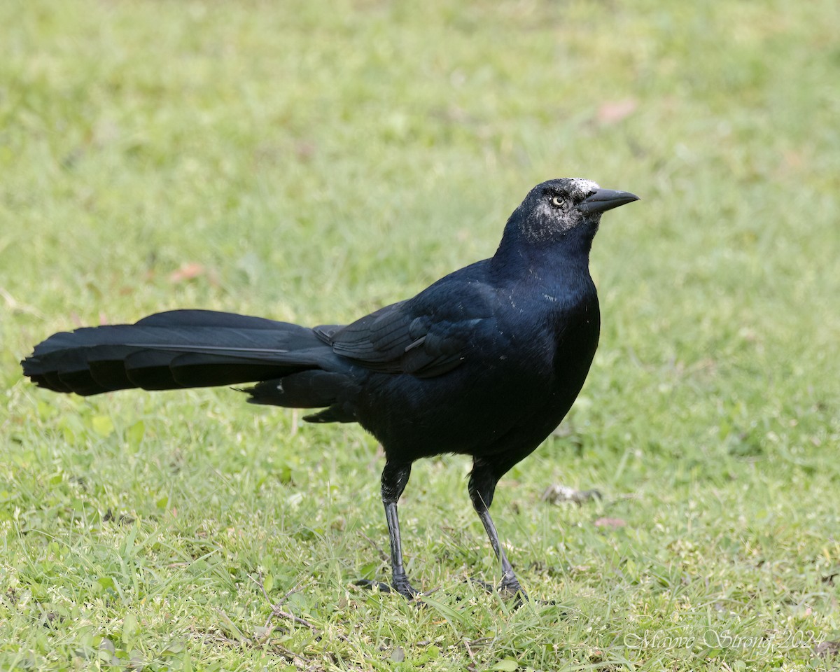 Great-tailed Grackle - ML615923664