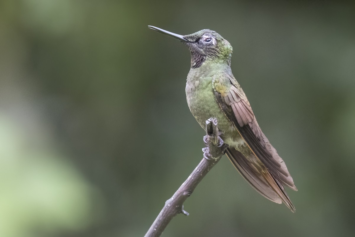 Colibri rubis-émeraude - ML615923669