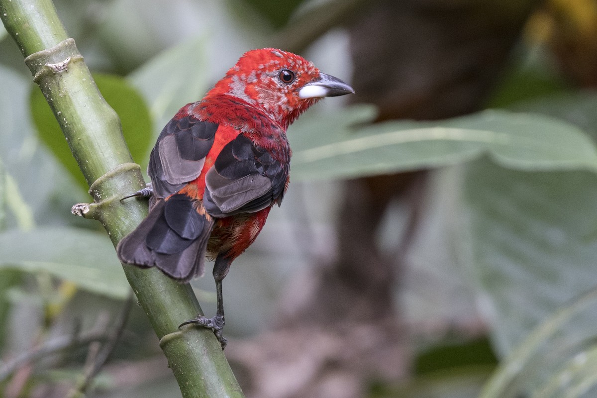 Brazilian Tanager - Robert Lockett