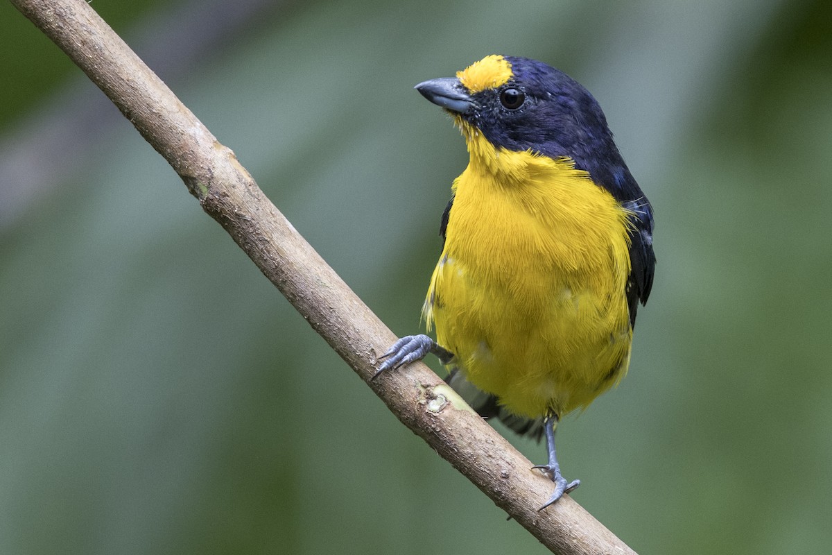 Violaceous Euphonia - Robert Lockett