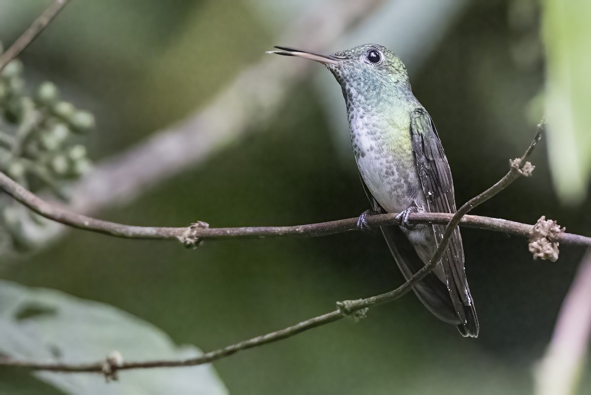 kolibřík pestrý - ML615923688